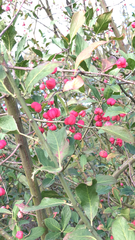 Euonymus europaeus