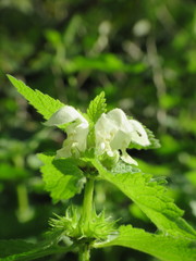 Lamium album