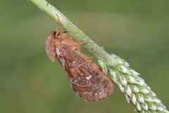 Korscheltellus fusconebulosa