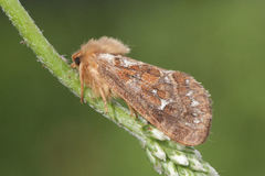 Korscheltellus fusconebulosa