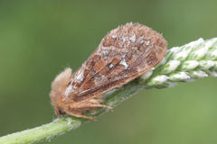 Korscheltellus fusconebulosa