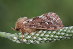 Korscheltellus fusconebulosa