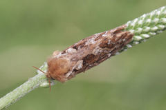 Korscheltellus fusconebulosa