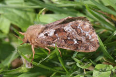 Korscheltellus fusconebulosa