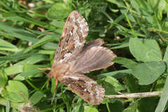 Korscheltellus fusconebulosa