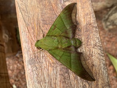 Oryba achemenides