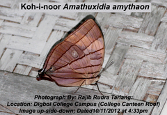 Amathuxidia amythaon