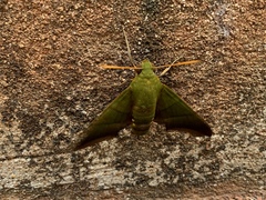 Oryba achemenides