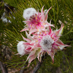 Serruria rosea