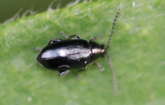 Phyllotreta nigripes
