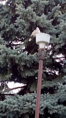 Streptopelia decaocto