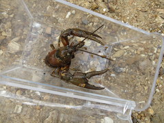 Faxonius punctimanus