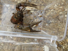 Faxonius punctimanus