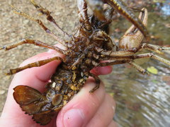 Faxonius punctimanus