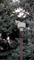 Streptopelia decaocto