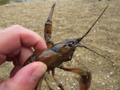 Faxonius punctimanus