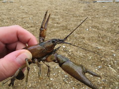 Faxonius punctimanus