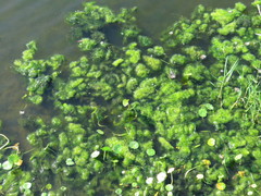 Hydrocotyle ranunculoides