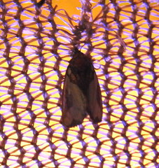 Chalcopasta sinuata