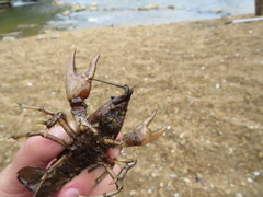 Faxonius punctimanus