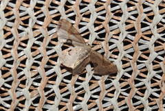 Calledapteryx dryopterata