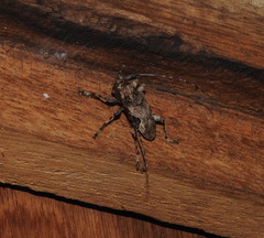 Lagocheirus araneiformis