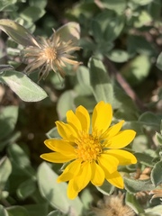 Heterotheca schneideri