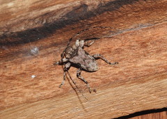 Lagocheirus araneiformis