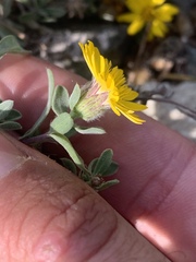 Heterotheca schneideri