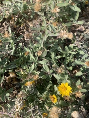 Heterotheca schneideri