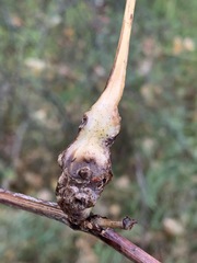 Neolasioptera vitinea