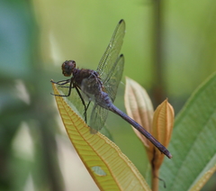 Erythemis carmelita
