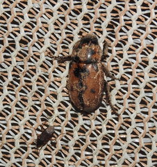 Cyclocephala deceptor