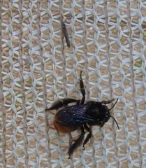 Xenoglossa gabbii
