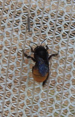 Xenoglossa gabbii