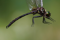 Somatochlora hineana
