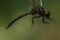 Somatochlora hineana
