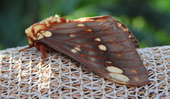 Citheronia beledonon