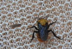 Xenoglossa gabbii