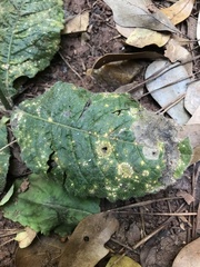 Coleosporium elephantopodis