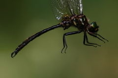 Somatochlora hineana