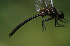 Somatochlora hineana