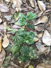 Coleosporium elephantopodis