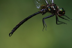 Somatochlora hineana