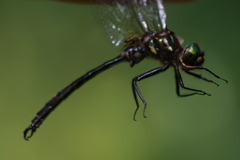 Somatochlora hineana
