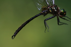 Somatochlora hineana