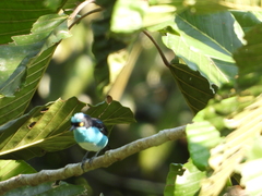 Dacnis lineata