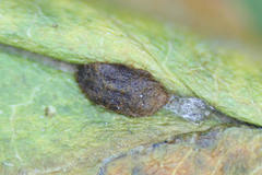 Stigmella oxyacanthella