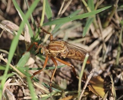 Diogmites angustipennis