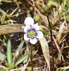 Gentianella corymbosa